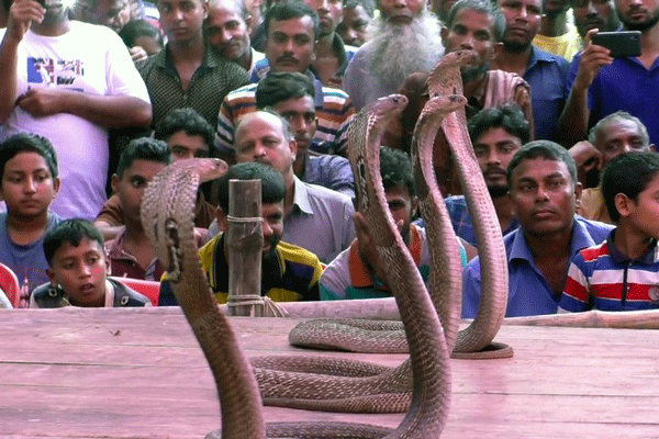 বিষধর সাপ দিয়ে ঝিনাইদহে জমজমাট ঝাঁপান খেলা