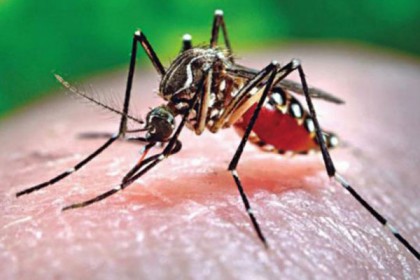 শীতেও থেকে যাবে ডেঙ্গুতে আক্রান্ত হবার আশঙ্কা