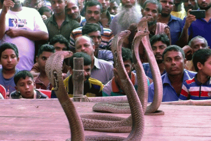বিষধর সাপ দিয়ে ঝিনাইদহে জমজমাট ঝাঁপান খেলা