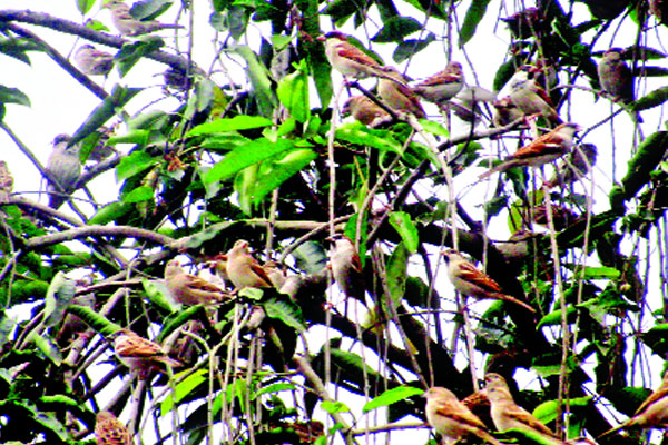 চড়ুই পাখির মিলনমেলা