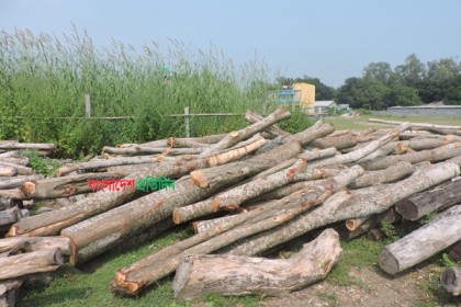 যুবলীগ নেতার বিরুদ্ধে সরকারি গাছ বিক্রির অভিযোগ