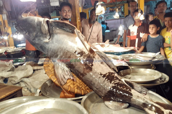 ১০০ কেজি ওজনের বাঘা মাছ!