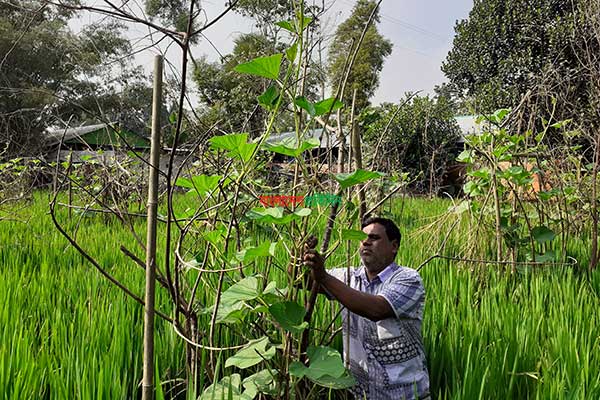 কুমিল্লায় ধান খেতে সবজির চাষ জনপ্রিয় হচ্ছে
