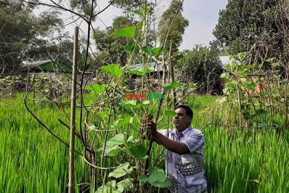 কুমিল্লায় ধান খেতে সবজির চাষ জনপ্রিয় হচ্ছে
