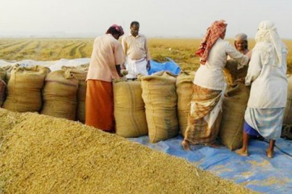 কৃষকের থেকে ২৬ টাকা কেজিতে ধান কিনবে সরকার