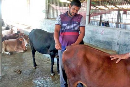 গরু-ছাগলের চিকিৎসা সেবা দিয়ে স্বনির্ভর মুক্তার