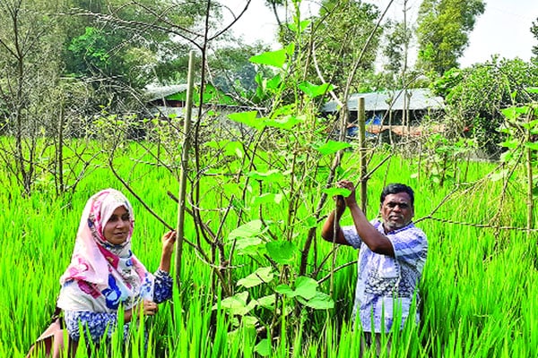 কুমিল্লায় জনপ্রিয় হচ্ছে ধান খেতে সবজি চাষ