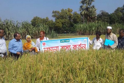 কুমিল্লায় কম সময়ে বেশি উৎপাদিত ধানে ঝুঁকছেন কৃষকেরা