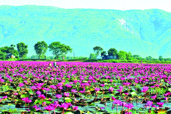 লাল শাপলায় বদলে গেছে হাওর