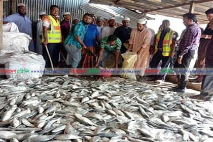 কলাপাড়ায় হাজার কেজি জাটকা জব্দ
