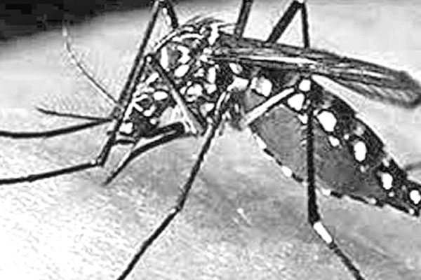 খুলনায় ডেঙ্গুতে বৃদ্ধার মৃত্যু