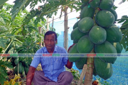বগুড়ায় জমির আইলে পেঁপের বাম্পার ফলন 