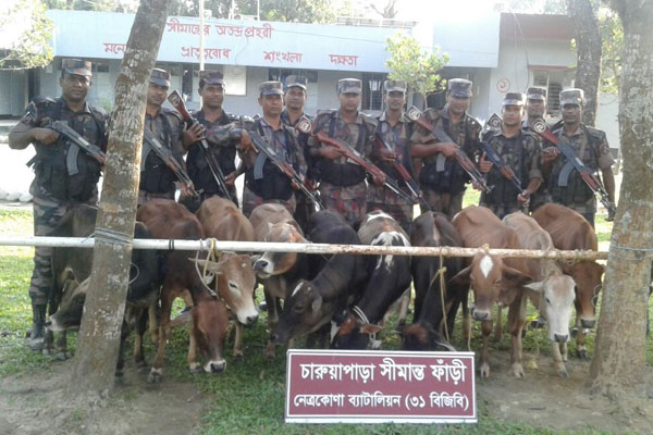 সীমান্তে ভারতীয় ১০ গরু আটক