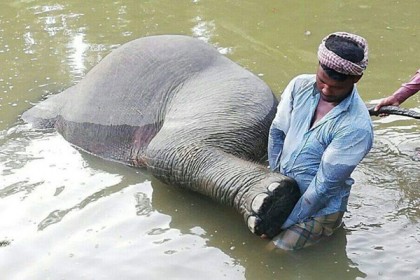 কাদা পানিতে ডুবে বন্য হাতির মৃত্যু