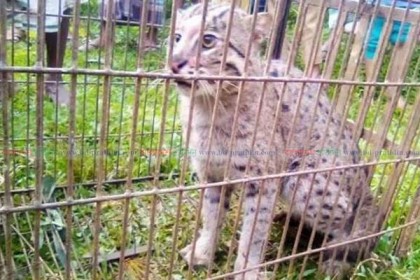 মৌলভীবাজারে মেছো বাঘ আটক