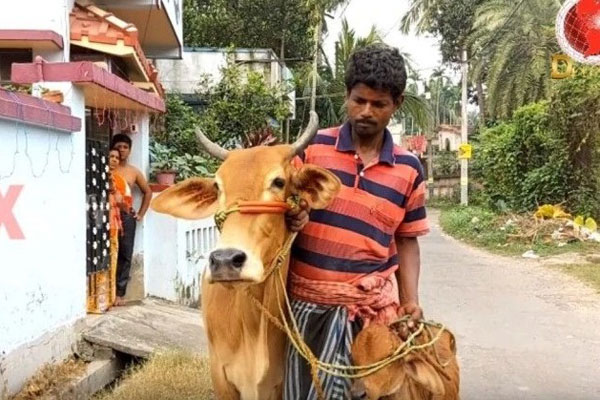 দুধে সোনা থাকে, তাই গরু নিয়ে গোল্ড লোনের অফিসে ভারতীয় চাষী