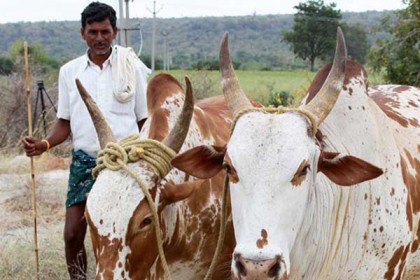 বিজেপি নেতার 'সোনা তত্ত্ব'র প্রভাব: গরুর বদলে গোল্ড ঋণ চান কৃষক