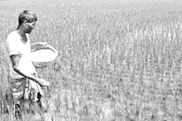 সার ডিলারদের অব্যবস্থাপনায় বিড়ম্বনার শিকার কৃষক