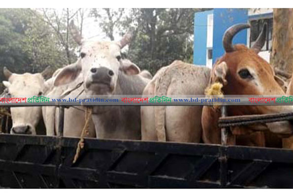 বিশ্বনাথে ভারতীয় গরুসহ আটক ২