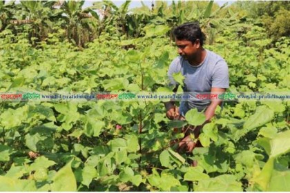 মধুখালীতে জৈব সার ব্যবহার করে তুলা চাষ