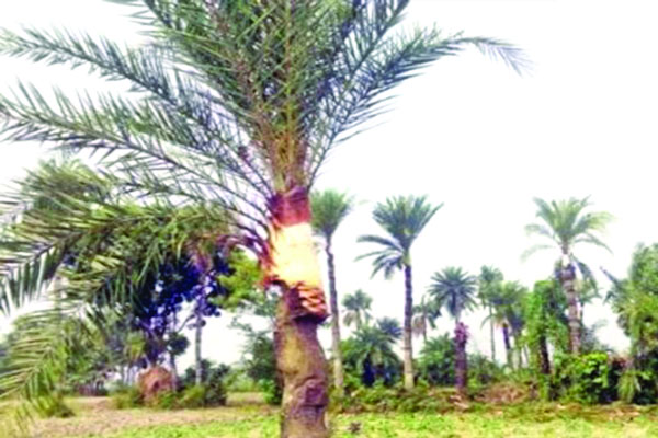 বেনাপোলের গাছিরা আগাম খেজুর গাছ কাটায় ব্যস্ত