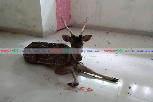 বাগেরহাটে নদীর চর থেকে হরিণ উদ্ধার 