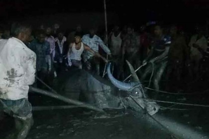 অবশেষে আটক সেই হিংস্র মহিষটি