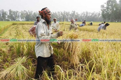 বগুড়ায় নবান্নের আমেজ, আমন কাটছে চাষিরা 