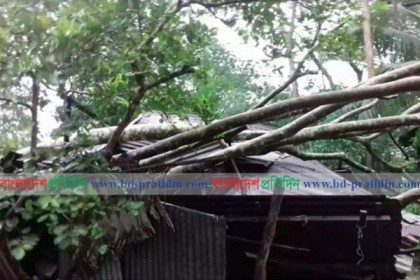 বুলবুলের আঘাতে বিদ্যুৎহীন ৫০ লাখ গ্রাহক, সুন্দরবনে পর্যটক প্রবেশে নিষেধাজ্ঞা