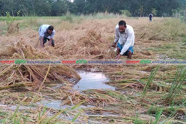 ঘূর্ণিঝড়ের প্রভাবে ফসলের বেশি ক্ষতি ভোলা ও পটুয়াখালীতে