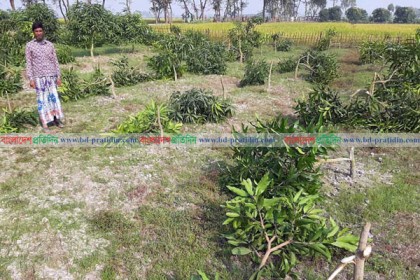 এক রাতেই ১০ হাজার আম গাছ কেটেছে দুর্বৃত্তরা!