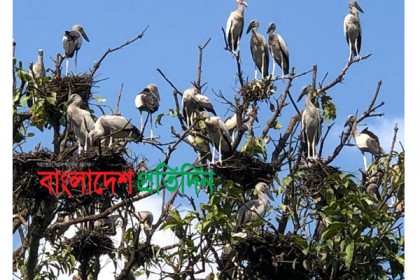সেই পাখির বাসা ভাড়া ৩ লাখ ১৩ হাজার, দেবে সরকার