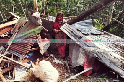‘বুলবুল’: মোরেলগঞ্জে ৫০ হাজার কৃষক ও সাড়ে ৬ শ' হেক্টর জমির ফসল ক্ষতিগ্রস্ত 