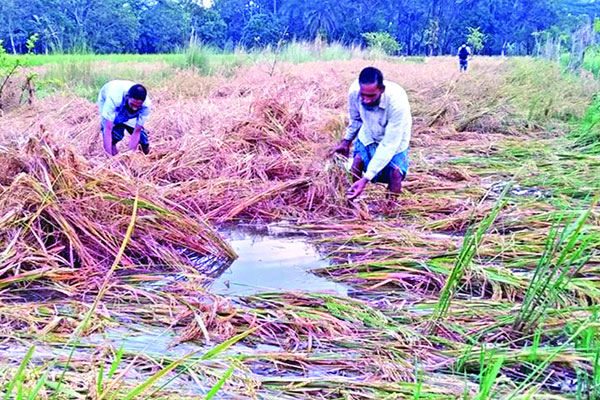কৃষকের মাথায় হাত