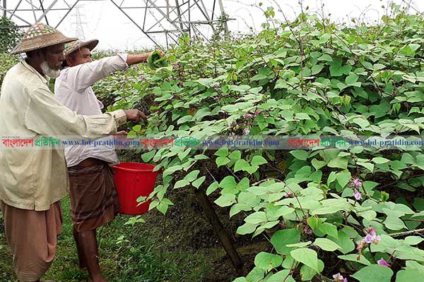 হবিগঞ্জে সীমের বাম্পার ফলন