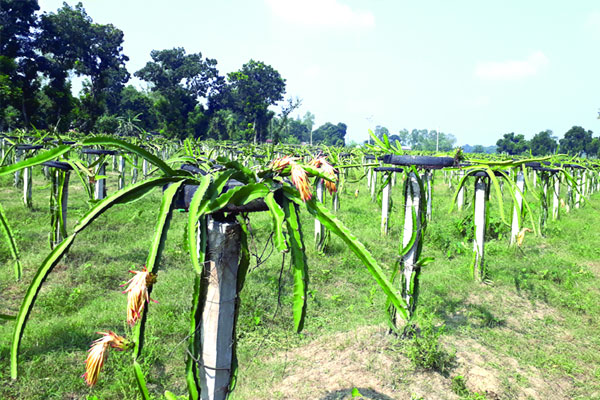 দিনাজপুরে ড্রাগন ফলের চাষ