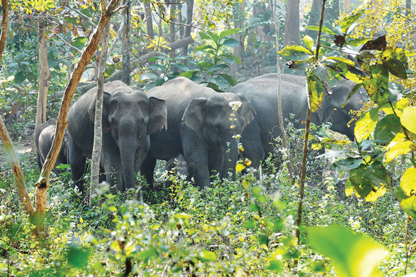 রাঙামাটির বন্যহাতির আক্রমণে নারীর মৃত্যু