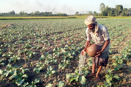 ধান-রসুন ছেড়ে ফুলকপি চাষ, কৃষকের মুখে হাসি