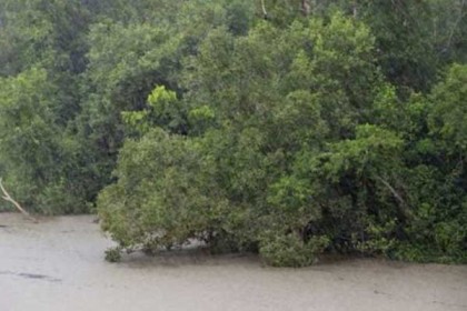ঘূর্ণিঝড় বুলবুলে সুন্দরবনে ক্ষতিগ্রস্ত সাড়ে ৪ হাজার গাছ