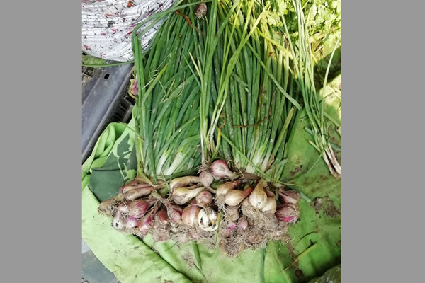 বাজারে এবার ‘জাটকা’ পিয়াজ!