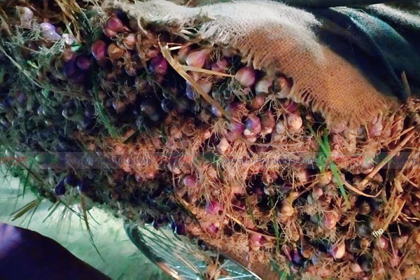 দিনাজপুরে বাজারে নতুন পাতা পিয়াজ