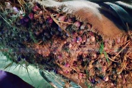 দিনাজপুরে বাজারে নতুন পাতা পিয়াজ