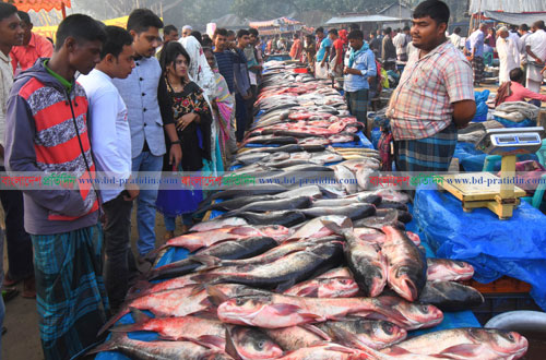 বগুড়ায় নবান্নে মাছের মেলা