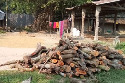 শেরপুরে সরকারি গাছ কাটলেন ইউপি সদস্য 