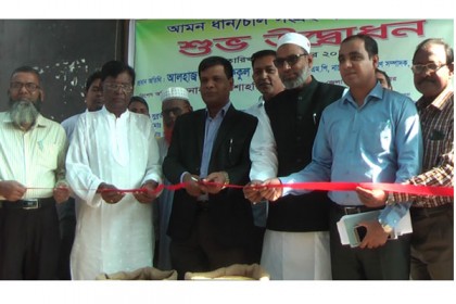 নাটোরে আমন মৌসুমের ধান সংগ্রহ অভিযান শুরু