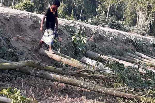 এমপির আত্মীয় পরিচয়ে সরকারি গাছ কাটল আওয়ামী লীগ নেতা
