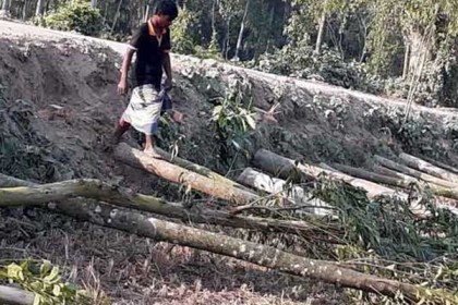 এমপির আত্মীয় পরিচয়ে সরকারি গাছ কাটল আওয়ামী লীগ নেতা
