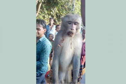 বড়লেখায় বানরের ফাঁসি কার্যকর!