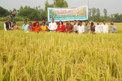 নালিতাবাড়ীতে নিজের উদ্ভাবিত আমন ধানের মাঠ দিবস অনুষ্ঠিত