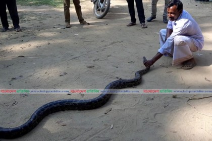 নেত্রকোনায় ১০ ফুট লম্বা অজগর উদ্ধার